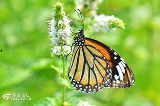 国产采精小蝴蝶